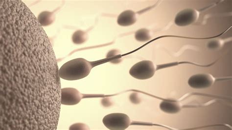 everything you need to know about sperm including male