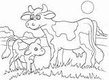 Calf Cow Coloring Pages Printable Color Kinderart Print Getcolorings sketch template
