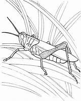 Grasshopper Kolorowanki Konik Polny Realistic Grasshoppers sketch template