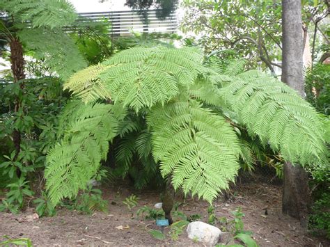 virtual plant collection australian tree fern