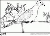Dove Pigeon Coloring Pages Clipart Books Cat Library Falcon sketch template
