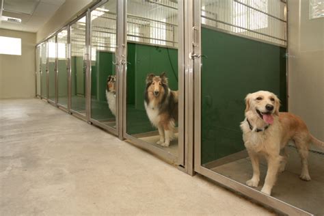 professional dog kennels floor plans direct animal   dog kennel flooring luxury dog