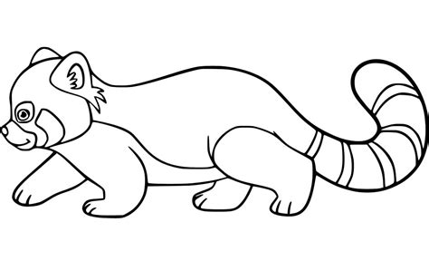 red panda  coloring page  printable coloring pages  kids
