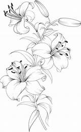 Lilies Tegninger Stargazer Blomster Fargelegging Tegning Dyr sketch template