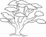 Tree Coloring Pages Branch Oak Colouring Trunk Kids Trees Drawing Sheets Many Leaves Banyan Printable So Template Acacia Branches Color sketch template