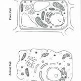 Magna Biology sketch template