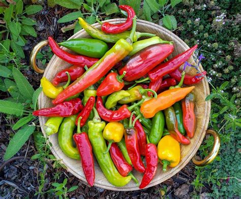 grow peppers  chilis seed  harvest homestead  chill