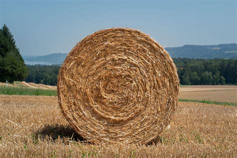 buy  haystack wealthie works daily