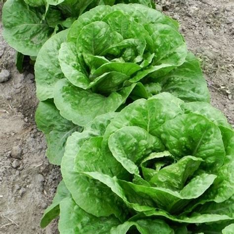 parris island  romaine lettuce heirloom garden seeds etsy