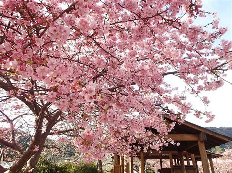 pictures   cherry blossom season  japan   manila
