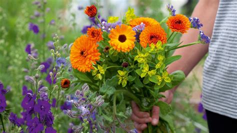 start  cut flower garden    floral picks  care tips   real homes