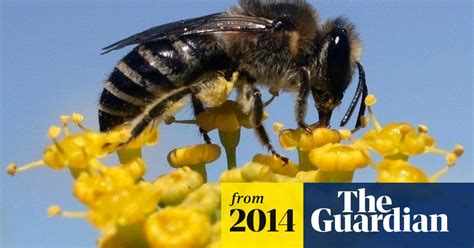 Australian Hunt For Honeybee Immune To Killer Parasite Wiping Out Hives