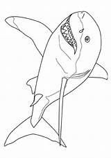 Shark Coloring Pages Mako Printable sketch template