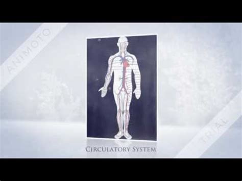 human body system youtube