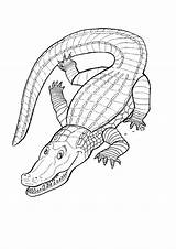 Crocodile Colouring Nile Getdrawings Drawing sketch template