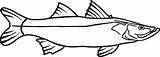 Snook Fish Coloring Template sketch template