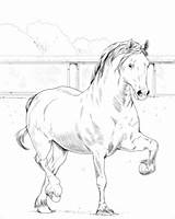 Welsh Cob Coloring Pony Pages Printable Horses Categories sketch template
