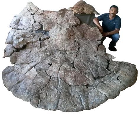 absolutely massive extinct turtle weighed  pounds   giant