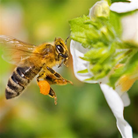 honey bee identification moraine dayton     bees