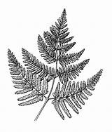 Fern Ferns Gymnocarpium Botany sketch template