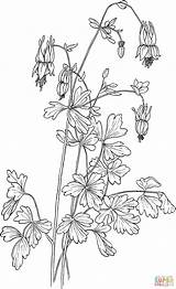 Aquilegia Columbine Canadensis Coloring Red Eastern Pages Printable Adults Color Tattoo sketch template