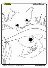 Shark Ray Coloring Pages Print Now sketch template