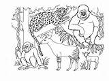 Safari Coloring Pages African Color Animals Savanna Getcolorings Getdrawings Jungle Dari Disimpan sketch template