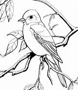 Coloring Bird Blue Pages Eastern Bluebird Printable Idea Color Getcolorings sketch template