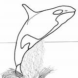 Coloring Pages Orca Meri sketch template