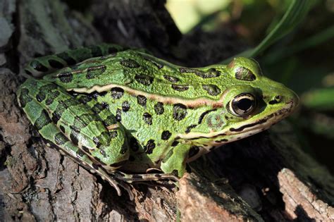 thoughts   axanthic northern leopard frog