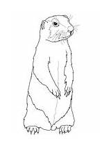 Prairie Dog Coloring Pages Mother Baby Dogs Animals sketch template