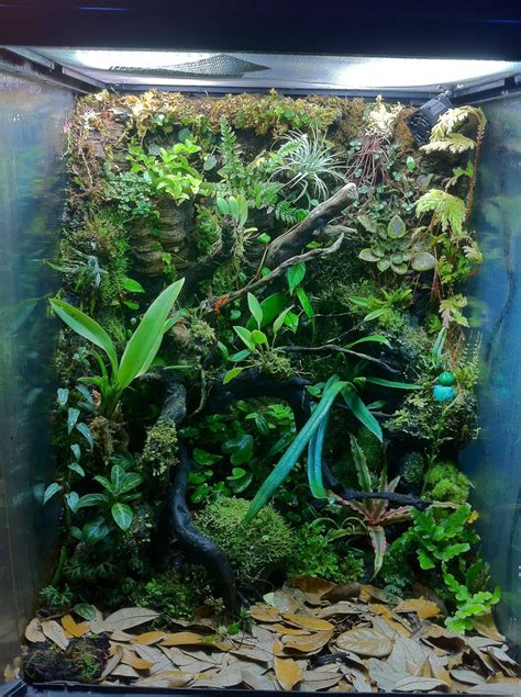 vivarium setup  poison dart frogs terrariums gecko tropical