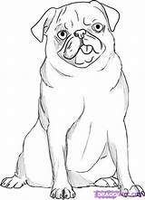 Pug Mops Pugs Mopshond Dogs Puggle sketch template