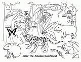 Habitat Forest Drawing Coloring Pages Animals Animal Getdrawings sketch template