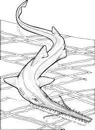images  realistic sea animal coloring pages shark coloring pages
