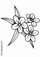 Flower Jasmine Traceable Kwiaty Drei Lilie Bunga Hellokids Pintarcolorir Drukowania Blume Mewarna Kertas Halaman Kolorowanki Clipartmag Getdrawings Preferido Dicetak Percuma sketch template