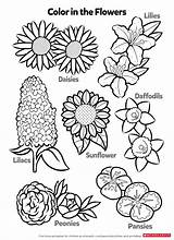 Coloring Flowers Worksheets Learn Kids Flower Printables Pdf Scholastic Pages Parents Color Activities Printable Chamomile sketch template