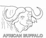 Buffalo Coloring Pages Color Animals Animal Printable Print Back sketch template