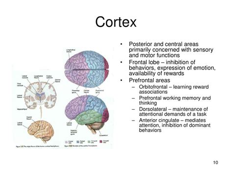 Ppt Introduction To The Nervous System Powerpoint Presentation Free