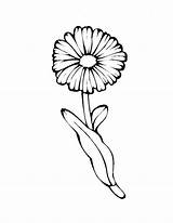Coloring Dandelion Flower Color Pages Getcolorings Daisy Printable sketch template