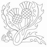 Thistle Scottish Colouring Scotch Getdrawings Homecolor sketch template