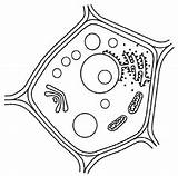 Pflanzenzelle Biologie Aufbau Zelle Tierische Skizze Arbeitsblatt Zellen Kopiervorlage Folien Mediendatenbank sketch template