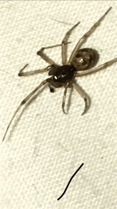 male steatoda triangulosa triangulate cobweb spider in boothwyn