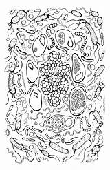 Coloring Bacteria Pages Virus Kids Bakterien Print Printable Color Ages Getcolorings Getdrawings Designlooter Poster Auswählen Pinnwand Uteer 16kb 1000 Flt sketch template