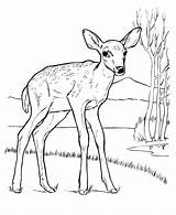 Deer Coloring Pages Animal Drawing Drawings Tailed Color Kids Printable Print Animals Tail Wildlife Simple Female Mule Colouring Wild Children sketch template