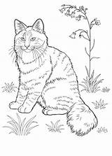 Pisica Colorat Desene Planse sketch template