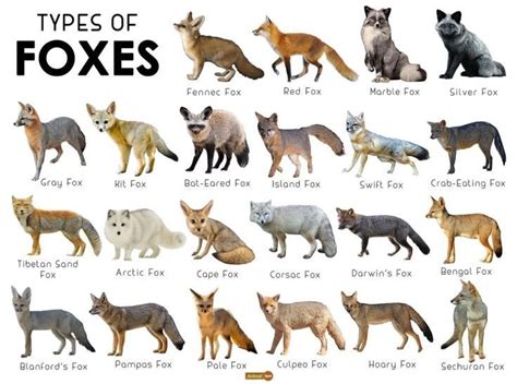 fox species wiki therian  otherkin amino amino