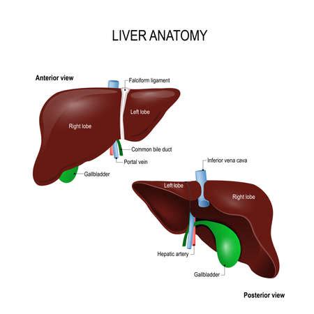human liver anatomy front    lobes location