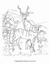 Mammals Dioramas sketch template