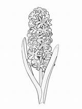 Hyacinth Coloring Pages sketch template